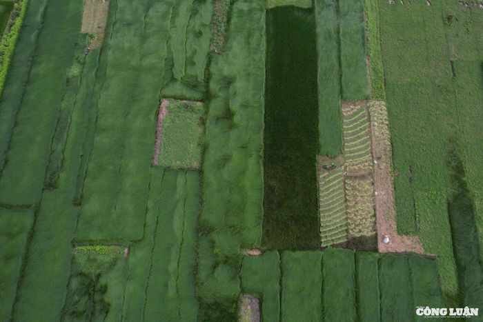Nga Sơn là vùng đất nằm sát biển, cách thành phố Thanh Hóa 40km về hướng Ðông Bắc. Với 8 xã nằm dọc bờ biển là một vùng triều mầu mỡ, ngoài trồng sú vẹt, mảnh đất này chỉ trồng được một loại cây duy nhất là cói, dệt nên chiếu Nga Sơn - niềm kiêu hãnh của vùng quê này.