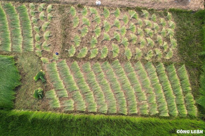 Sau khi phân loại những sợi dài, ngắn khác nhau sẽ đến công đoạn chẻ cói. Đây là công đoạn rất quan trọng, mất nhiều thời gian và công sức bởi nếu không chẻ cói kịp thời, để cói héo sẽ rất khó chẻ. Khi đạt độ khô cần thiết, cói được bán cho các đại lý. Sau khi sơ chế, cói được dệt thành chiếu, hay các sản phẩm thủ công mỹ nghệ như: làn, mũ, túi xách, đồ lưu niệm... Sau mỗi vụ thu hoạch, người trồng cói sẽ làm cỏ, bón phân để cây cói mọc trở lại và nhanh phát triển cho vụ tiếp theo.