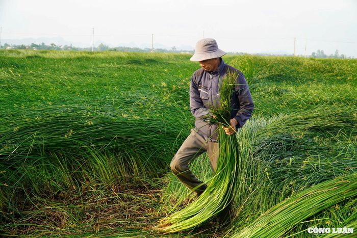 Về Nga Sơn những ngày này, ta dễ dàng bắt gặp không khí lao động tất bật, khẩn trương xen lẫn tiếng cười nói rộn ràng trên những cánh đồng cói đang vào mùa thu hoạch.