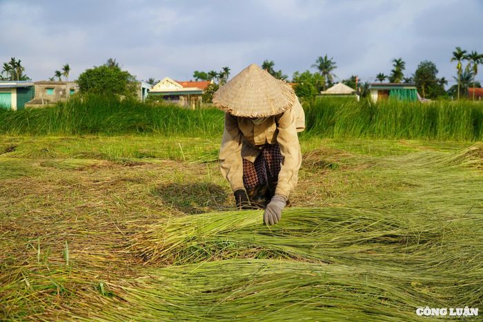 Ở hầu hết các xã ven biển của huyện Nga Sơn như Nga Liên, Nga Tân, Nga Thủy, Nga Tiến, Nga Thanh... người dân chủ yếu sống bằng nghề trồng cói. Theo thống kê của phòng Nông nghiệp và Phát triển Nông thôn huyện Nga Sơn, diện tích cây cói trên địa bàn huyện ngày càng bị thu hẹp. Năm 2025, dự kiến chỉ còn khoảng 700 ha. Hiện tại, huyện đang đẩy mạnh thâm canh, tăng giá trị cho cây cói.