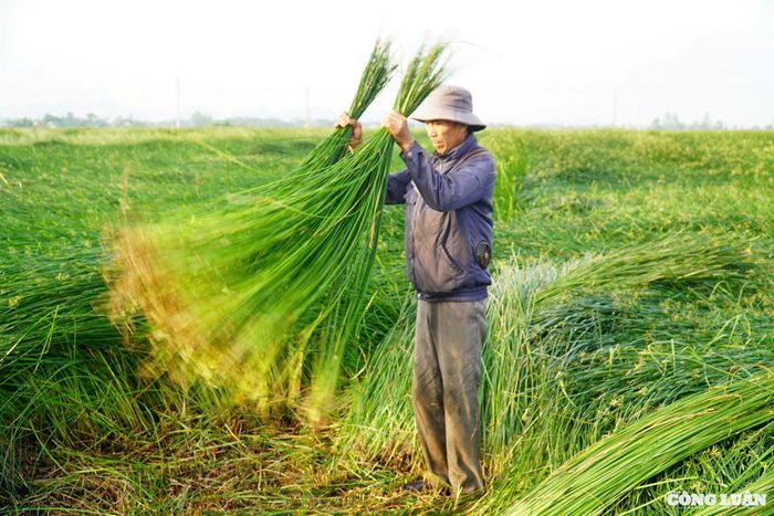 Theo ông Đào Trọng Mậu, trồng và chăm sóc cói đã vất vả, thu hoạch cói còn vất vả hơn. Sau khi cắt, cói sẽ được gom thành những bó vừa tay để giũ sạch cỏ dại, rác hoặc những sợi cói chết khô, chỉ để lại những sợi cói tươi xanh. Cũng theo ông Mậu, ông đã đi nhiều nơi nhưng thấy ít có nơi nào trồng được loại cói dài như ở Nga Sơn. Cói ở đây đặc biệt ở chỗ sợi nhỏ, dài, mềm mại, óng mượt, khác với những miền quê khác. Để có được những sợi cói đẹp như thế chắc có lẽ nhờ đất đai màu mỡ nơi đây.