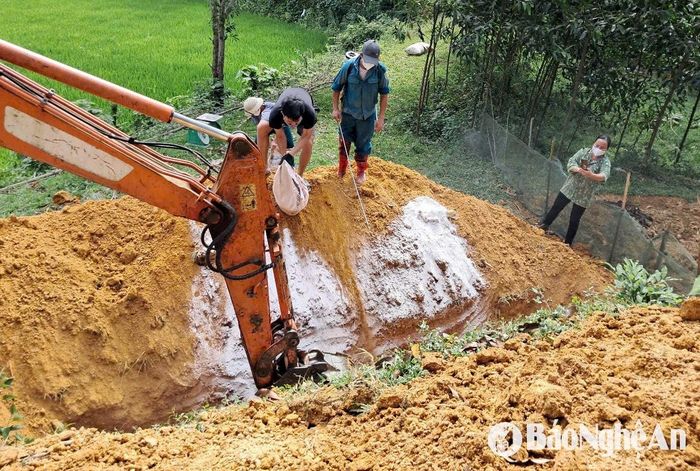 Tiêu hủy lợn nhiễm bệnh dịch tả lợn châu Phi trên địa bàn huyện Anh Sơn. Ảnh: Xuân Hoàng