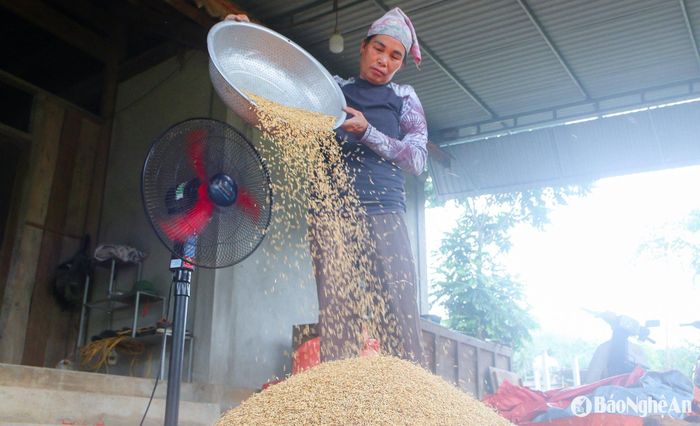 Hiện người dân như đang ngồi trên đống lửa, chỉ mong trời nắng lên để phơi lúa, nhằm cứu vãn thiệt hại. Ảnh: Đình Tuân