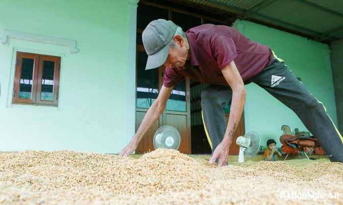 “Vụ này được mùa, nhưng chưa kịp vui. Nay lúa mới gặt đã bị mưa suốt mấy ngày, dùng quạt để hong cũng không ăn thua. Nhìn cả một sân lúa nảy mầm mà xót xa. Lúa đã nảy mầm là không ăn được nữa giờ chỉ phơi khô rồi làm thức ăn cho gia súc, gia cầm, ông Ngân Văn Quyền, ở bản Can, xã Tam Thái buồn bã cho biết. Ảnh: Đình Tuân.