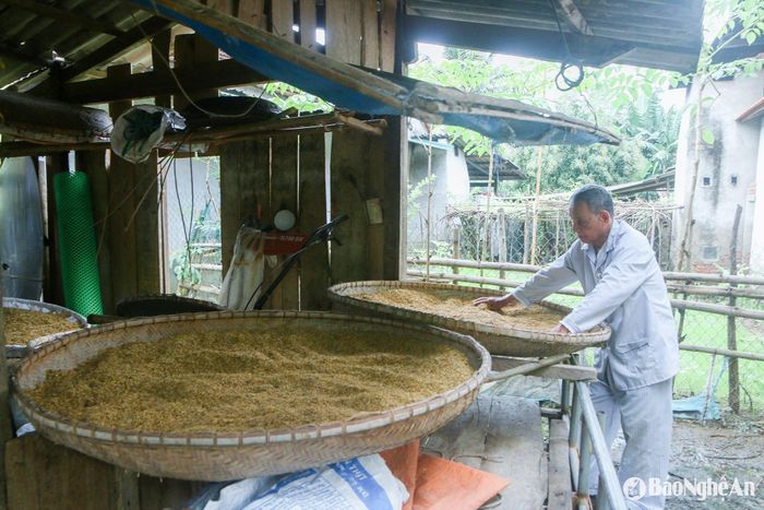 Ông Vang Trần Nhị, ở bản Can, xã Tam Thái, huyện Tương Dương cho biết, sinh ra và lớn lên ở đây, tôi chưa thấy năm nào mà tháng 5, tháng 6 lại mưa nhiều như năm nay. Trước đây, cũng có nhưng mưa 1 buổi là cùng, còn năm nay mưa cả tuần, khiến cho việc phơi lúa gặp rất nhiều khó khăn. Ảnh: Đình Tuân