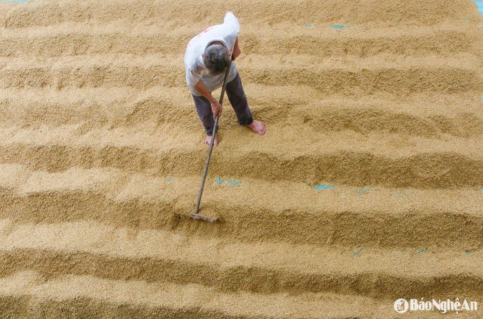 Trước tình trạng này, nhiều hộ dân buộc phải tìm mọi cách để cứu lúa như: trải bạt phơi trước sân nhà có mái che, phơi dưới sàn nhà, trong nhà...Đồng thời, người dân phải dùng quạt điện để hong khô tạm thời, và thường xuyên đảo lúa nhằm hạn chế độ ẩm tích tụ. Ảnh: Đình Tuân
