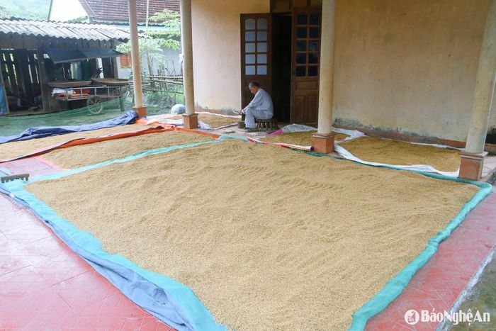 Những ngày qua, người nông dân xã Tam Thái, huyện miền núi rẻo cao Tương Dương đang phải đối mặt với tình trạng lúa sau thu hoạch bị ảnh hưởng nghiêm trọng do thời tiết mưa dầm kéo dài, khiến cho quá trình phơi sấy bị đình trệ, nguy cơ nảy mầm, mốc trắng. Ảnh: Đình Tuân