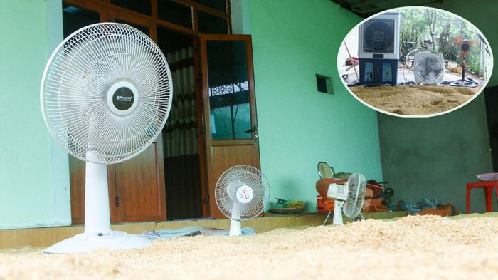 Trong điều kiện thiếu thốn về máy móc sấy khô, bà con buộc phải dùng biện pháp thủ công như dùng quạt điện để hong lúa, vừa quạt vừa đảo để lúa khô đều, tránh ẩm mốc. Những chiếc quạt, được vận dụng hết công suất ngày đêm không ngơi nghỉ. Ảnh: Đình Tuân