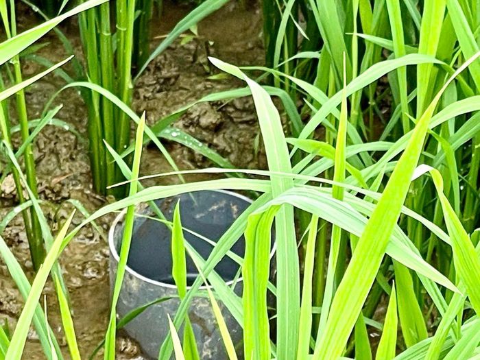 Ống đo mực nước được lắp đặt tại huyện Diễn Châu. Ảnh: Phú Hương