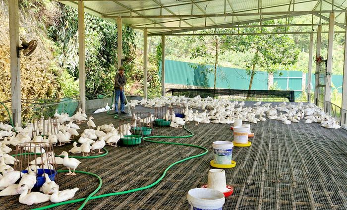 Mô hình nuôi ngan Pháp của hộ ông Kiều Tiến Tâm, ở khu Vùng xã Võ Miếu cho hiệu quả kinh tế cao