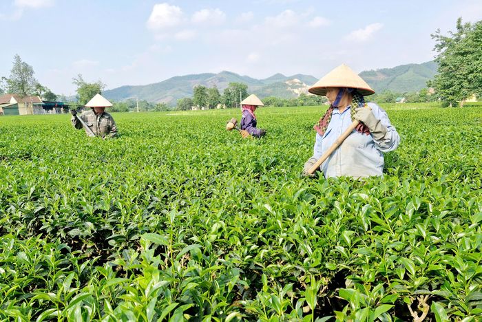Bằng những định hướng phát triển cụ thể, hiệu quả từ cây chè trên đất Thanh Sơn đã được khẳng định, góp phần phát triển KT-XH ở địa phương.