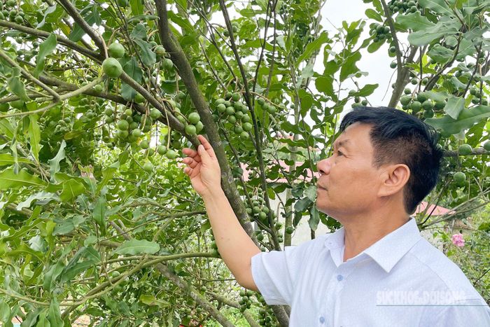 Chia sẻ với PV, ông Đào Hữu Đức (chủ rừng mắc ca ở thôn Bản Chành, xã Lợi Bác) chia sẻ: "Lợi Bác rất phù hợp để phát triển cây mắc ca. Chúng tôi mong xây dựng vùng nguyên liệu bền vững và tạo chuỗi sản phẩm xuất khẩu từ chính nơi đây. Không chỉ là cây kinh tế, trồng cây mắc ca đã góp phần giữ rừng, tạo việc làm và thu hút khách du lịch đến với vùng cao".