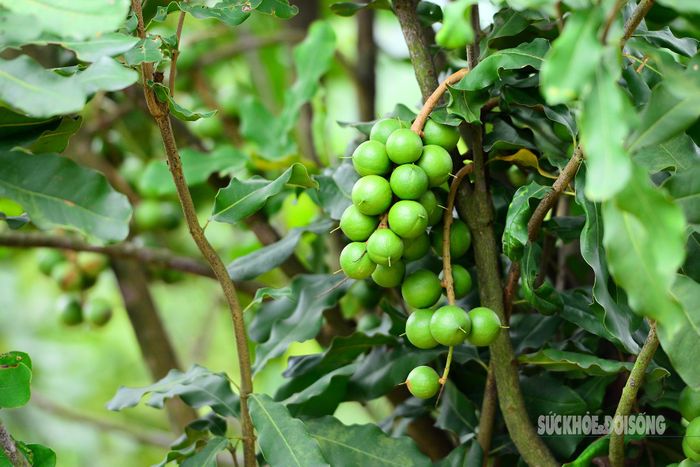 Cây sai trĩu quả trở thành phông nền lý tưởng cho những bức ảnh "trốn phố về rừng".