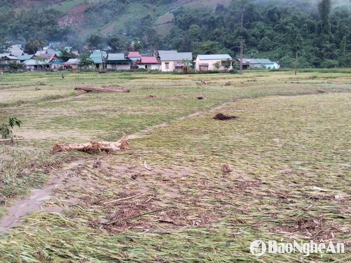 Nhiều diện tích lúa, hoa màu của người dân bị hư hỏng, đổ gãy tại 2 xã Nhôn Mai, Hữu Khuông. Ảnh: Anh Bách