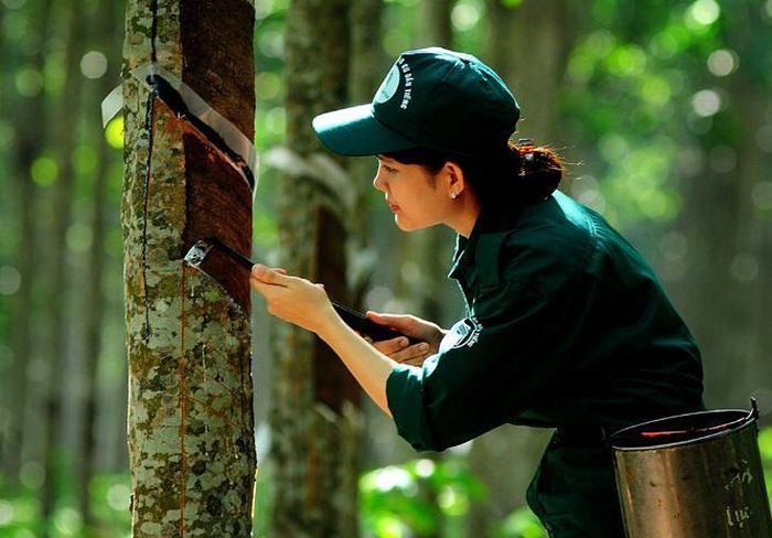  Sản lượng khai thác cao-su tự nhiên tại Việt Nam đã tăng trở lại.