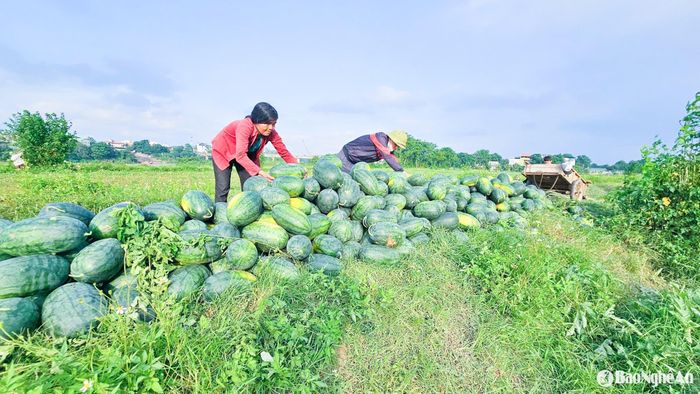 Một vụ dưa khó khăn từ canh tác đến tiêu thụ. Ảnh: T.P