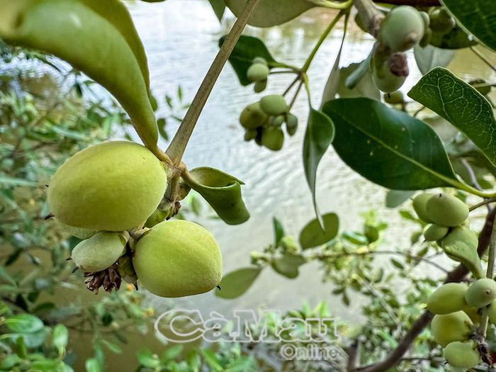 Trái và lá cây mắm từ lâu đã được dùng làm nhiều bài thuốc chữa bệnh trong dân gian, nhưng chưa thực sự được nghiên cứu chuyên sâu theo hướng hiện đại.