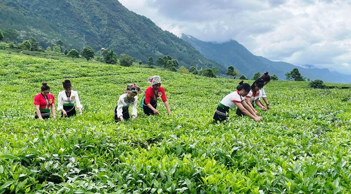 Các đội thi hái chè theo phương thức truyền thống.