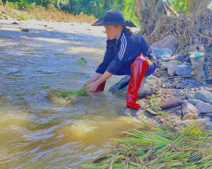 Tranh thủ lúc trời nắng, bà con mang lúa ra suối rũ bùn đất. Ảnh: PV