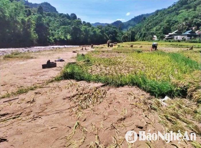 Hơn 20ha lúa của người dân Nhôn Mai bị bùn vùi lấp. Ảnh: PV