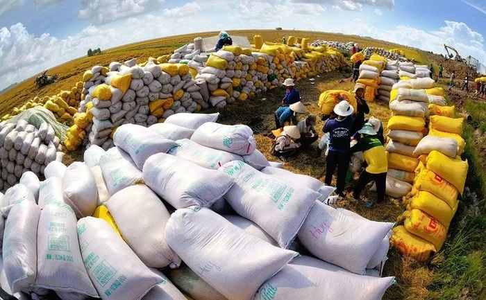 4 tháng đầu năm 2025, xuất khẩu gạo của cả nước đạt gần 3,43 triệu tấn, tương đương gần 1,77 tỷ USD. Ảnh minh họa
