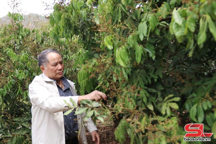 Ông Cầm Pha Viêng, bản Phèn Sàng, xã Mường Lầm, huyện Sông Mã, chăm sóc vườn nhãn.