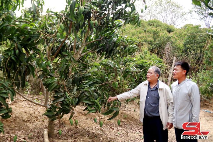 Ông Cầm Pha Viêng (bên trái) trao đổi về kỹ thuật chăm sóc cây xoài.