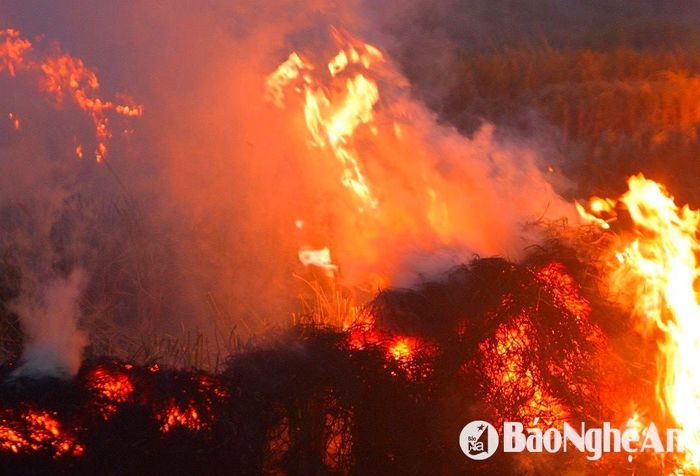 Đại diện UBND huyện Nghi Lộc cho biết, huyện đã khuyến cáo người dân không đốt rơm rạ nhằm giảm ô nhiễm, đồng thời hướng dẫn thu gom rơm để ủ phân hoặc bán cho trang trại. Tuy nhiên, tình trạng đốt rơm vẫn tiếp diễn. Ảnh: Văn Trường