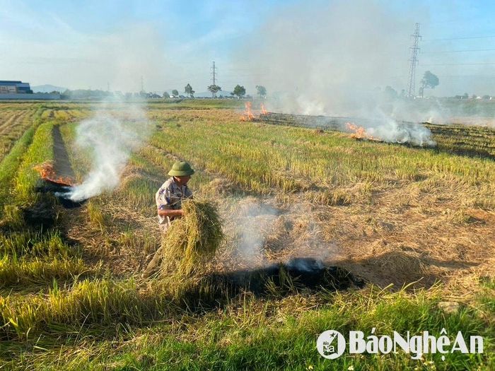Ông Trần Văn Tình, một nông dân ở xã Nghi Diên, huyện Nghi Lộc, cho biết gia đình không có nhu cầu sử dụng rơm rạ nên đốt trực tiếp ngoài đồng cho thuận tiện. Ảnh: Văn Trường
