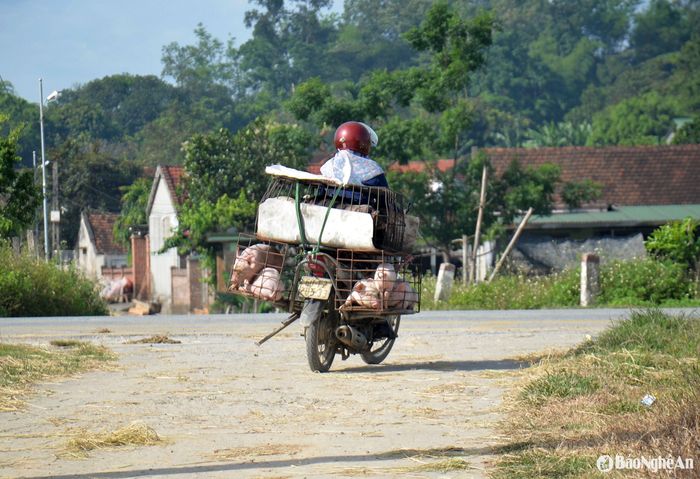 Một người dân vận chuyển lợn con ra vào khu vực xóm Yên Đông, xã Minh Sơn trong sáng 3/6. Ảnh: Xuân Hoàng