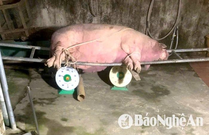 Tiêu hủy lợn chết do nhiễm dịch tả lợn châu Phi trên địa bàn xã Minh Sơn. Ảnh: CSCC