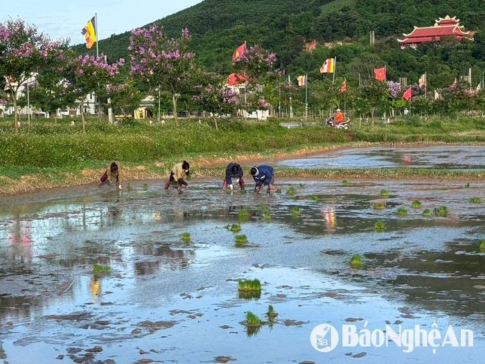 Nông dân xã Xuân Thành tích cực gieo cấy lại lúa hè thu bị ngập úng. Ảnh: Văn Trường