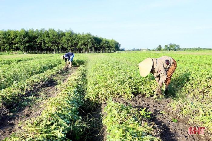  Tại các vùng sản xuất lạc xuân, bà con nông dân đang tập trung thu hoạch, tránh ảnh hưởng của thời tiết cực đoan. 