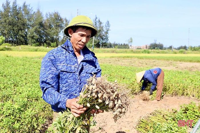  Ông Phạm Thư sản xuất 4 sào lạc xuân với năng suất ước đạt 1,5 tạ/sào. 