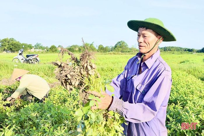  Sản xuất 1,5 sào lạc xuân, ông Toàn dự kiến thu về từ 4-5 triệu đồng sau khi trừ các khoản chi phí. 
