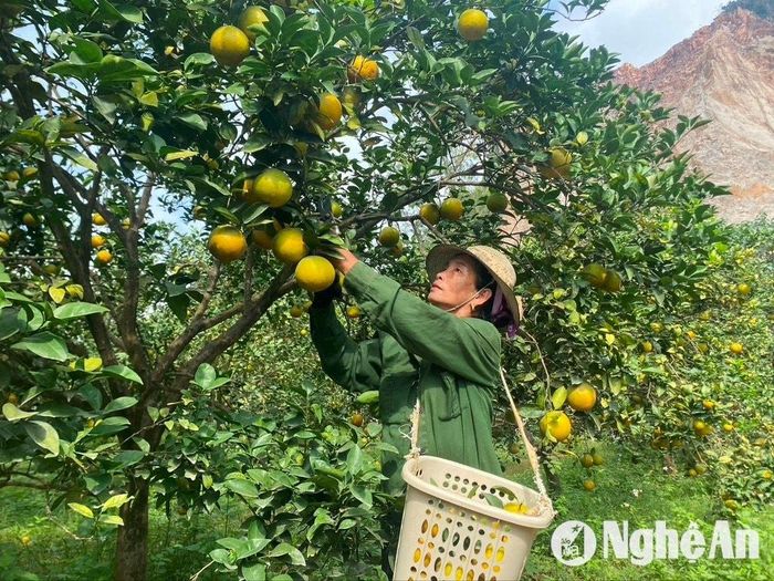 Thu hoạch cam Xã Đoài ở xã Đồng Thành (Yên Thành). Ảnh: Văn Trường
