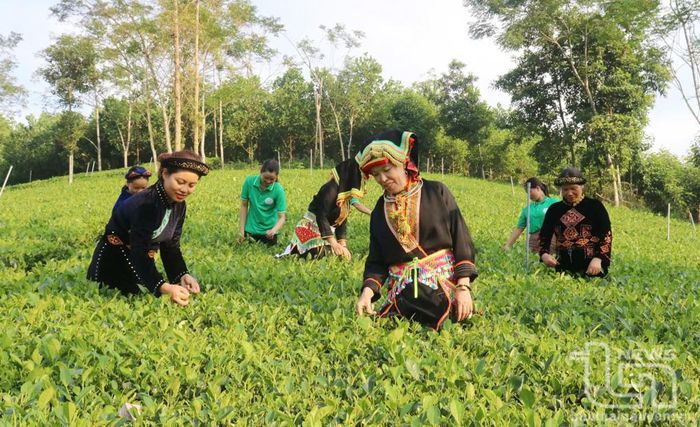 Nhờ công tác dân vận, người dân xã Tràng Xá đã thay đổi tập quán sản xuất chè.
