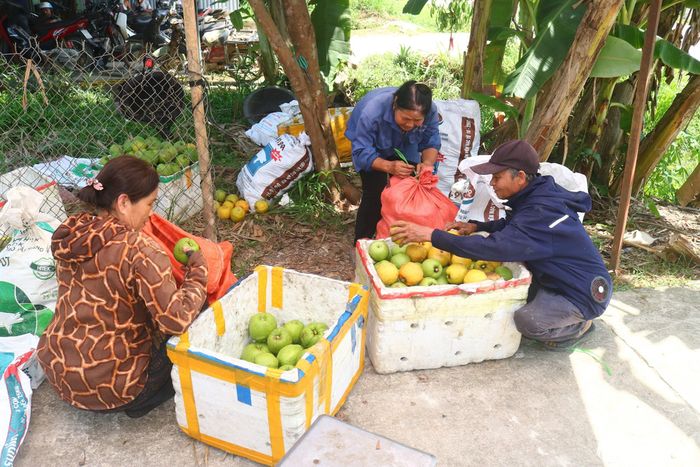 Quả sông tươi đầu mùa được lái buôn ở Diễn Châu đến thu mua tại địa phương có giá trên dưới 6.000 đồng/kg, nhỉnh hơn năm trước khoảng 1.000 đồng/kg. Dịp nắng nóng này, sông được giá, chạy hàng, các nhóm chuyên đi hái sông hái không kịp để bán. Ảnh: Huy Thư