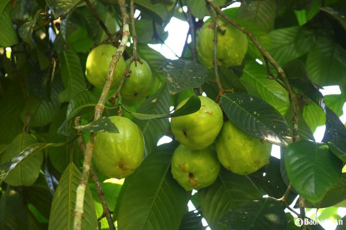 Theo bà con địa phương, sông năm nay được mùa hơn năm trước, sai quả, quả to. Cây sông thường cho nhiều lứa quả, do đó, việc thu hái thường kéo dài. Mỗi lần trèo cây, bà con chỉ chọn những quả già, quả chín để hái. Ảnh: Huy Thư