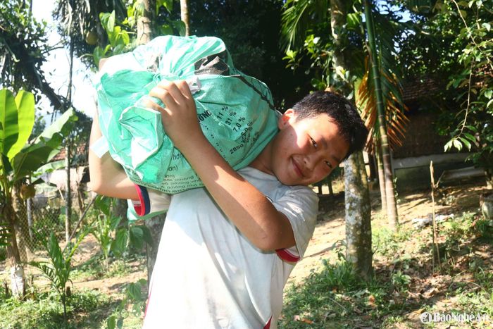 Trước đây, cây sông mọc tự nhiên quả rụng đầy vườn, rừng, "cho không ai lấy" dần dà đã trở thành cây đặc sản đem lại thu nhập cho nhiều hộ dân miền núi. Quả sông nặng từ 0,3 - 1,2kg. Khi thu hoạch sông, bà con thường sắp quả cẩn thận vào hộp xốp hay đóng vào bì để vận chuyển. Mỗi nhân công được thuê đi hái, nhặt quả sông thường kiếm được vài trăm nghìn đồng/ngày. Ảnh: Huy Thư