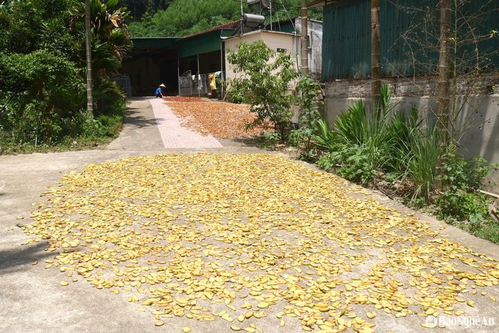 Nhiều gia đình có cây sông hoặc thu hái quả sông thường thái sông phơi nắng. Trung bình 10 kg quả sông tươi sẽ cho 1kg sông khô. Giá sông khô dao động từ 50.000 - 60.000 đồng/kg. Theo bà con địa phương, sản phẩm sông khô thái lát ở Thanh Chương thường được vận chuyển đi Hà Nội, Hải Phòng để tiêu thụ. Ảnh: Huy Thư