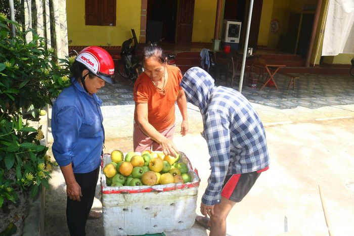 Cây sông thuộc họ măng cụt là loại cây thân gỗ lâu năm, mọc tự nhiên trong rừng hoặc được người dân trồng trong vườn. Đây là cây bản địa, thuần chủng, cho thu hoạch từ 3 tạ - 1,4 tấn quả/cây. Những địa phương có nhiều sông ở Thanh Chương, hộ ít thì có vài cây, hộ nhiều thì có hàng chục cây. Với những hộ có ít cây sông, thợ trèo sông đến mua quả thường hái xuống, cân lên mới tính tiền. Ảnh: Huy Thư