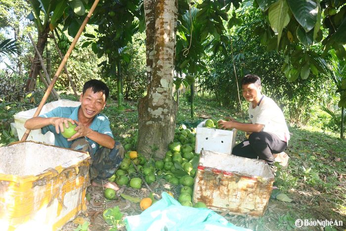 Theo chia sẻ của ông Dương Ngọc Thụy, người có thâm niên hàng chục năm trong nghề hái sông ở xã Thanh Mỹ (Thanh Chương), vụ sông này, nhóm ông đã thu hái được 20 ngày. Mỗi vụ sông, gia đình ông hái được khoảng 50 - 60 tấn quả. Từ ngày sắm được xe bán tải, công việc hái sông cũng như mua bán sông thuận tiện hơn. Sau mỗi buổi thu hái, con trai ông có thể đánh xe ô tô chở sông ra Diễn Châu để nhập. Ảnh: Huy Thư