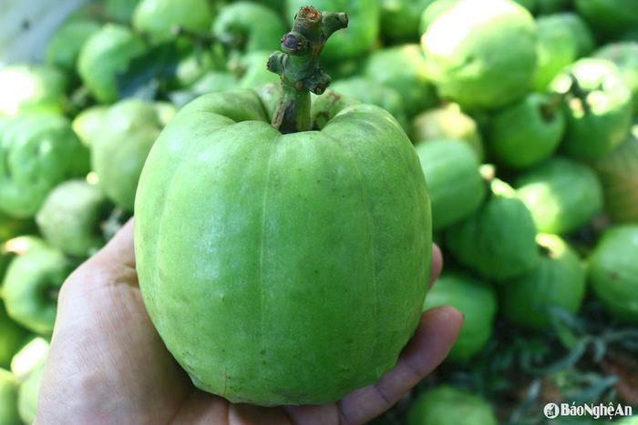 Quả sông nhìn ngoài khá giống quả ổi. Khi chín chỉ cần tác động nhẹ thịt quả sẽ tách thành nhiều miếng như bị cắt. Ruột quả sông có vị chua ngọt, ăn ngon như quả măng cụt. Thịt quả sông có vị chua, dùng để làm gia vị, nấu canh chua, ngâm đường, mật làm nước giải khát, tốt cho sức khỏe... Ảnh: Huy Thư