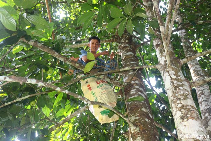 Anh Dương Ngọc Cường, một thanh niên làm nghề hái sông ở xã Tam Đồng (Thanh Chương) cho biết: Mùa sông đến, những người thu mua quả sông kiêm nghề hái sông thường mua "quạ" cả vườn, khi sông còn non, sau đó mới đi hái. Trung bình mỗi nhóm hái sông thường mua từ 50 - 100 cây sông, thu hái liên tục hết cây này đến cây khác . Ảnh: Huy Thư