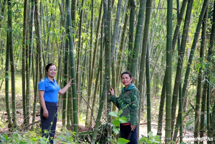 Rừng mét của gia đình chị Lương Thị Báo ở bản Tam Liên, xã Tam Quang. Ảnh: Xuân Hoàng