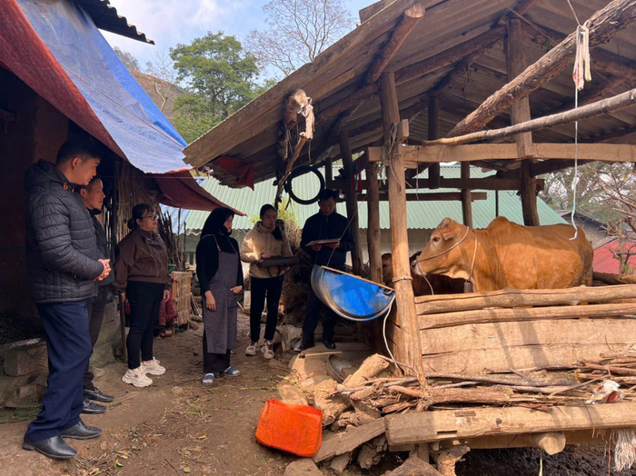 Đoàn công tác HĐND thị trấn Đồng Văn kiểm tra, giám sát việc nuôi bò thuộc 3 chương trình mục tiêu quốc gia tại hộ gia đình Lư Mí Phứ, thôn Mã Tìa, tháng 4-2025. 