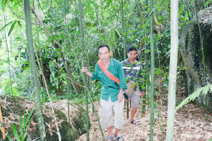 Nhờ định hướng của chính quyền và nghị quyết của Chi bộ bản Liên Phương, diện tích măng nhướng đang không ngừng được mở rộng, hướng tới trở thành cây chủ lực ở vườn đồi. Ảnh: T.P