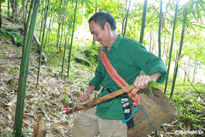 Măng nhướng khi nhú cao 40–80cm là thời điểm thích hợp để thu hái. Người hái chỉ cần dùng tay tách nhẹ lớp đất, cắt gọn bằng dao. Ảnh: K.L