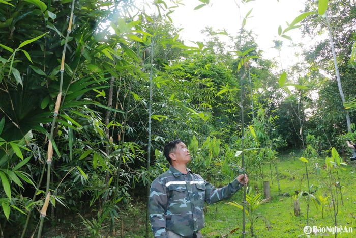 Loài cây này gần như không cần chăm sóc cầu kỳ, không phân bón, không hóa chất nhưng vẫn sinh trưởng tốt, rất phù hợp với điều kiện vùng đồi núi. Ảnh: T.P